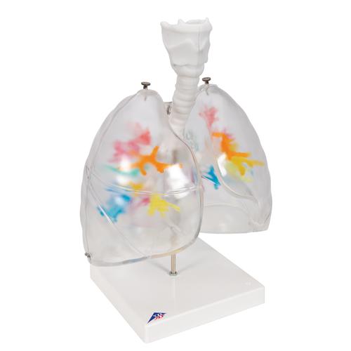 TC-Ramificações bronquiais com faringe e lobos pulmonares transparentes, 1000275 [G23/1], Modelo de pulmão
