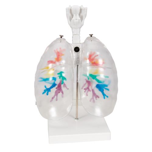 Akciğer Bronş Modeli - Gırtlak ve şeffaf akciğer ile birlikte - 3B Smart Anatomy, 1000275 [G23/1], Akciğer Modelleri