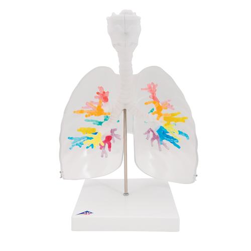 CT支气管带咽喉和透明肺叶 - 3B Smart Anatomy, 1000275 [G23/1], 肺模型