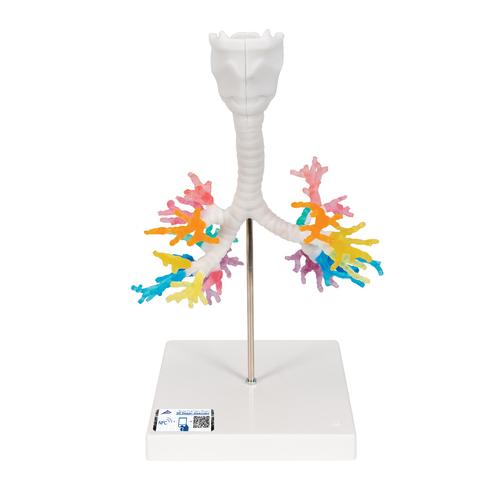 CT hörgő elágazások gégével - 3B Smart Anatomy, 1000274 [G23], Tüdő modellek