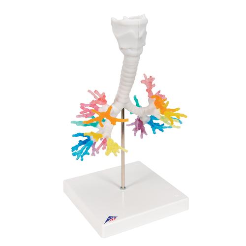 CT Bronchial Tree Model with Larynx - 3B Smart Anatomy, 1000274 [G23], Lung Models