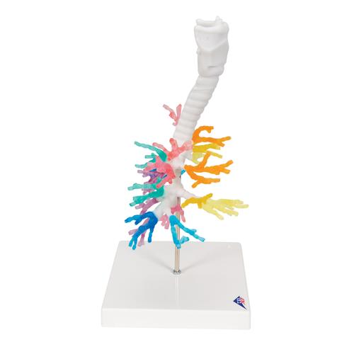후두포함된 수상가지 모형 CT Bronchial Tree with Larynx - 3B Smart Anatomy, 1000274 [G23], 폐 모형