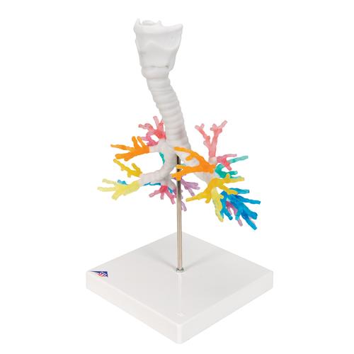 CT Bronchial Tree Model with Larynx - 3B Smart Anatomy, 1000274 [G23], Lung Models