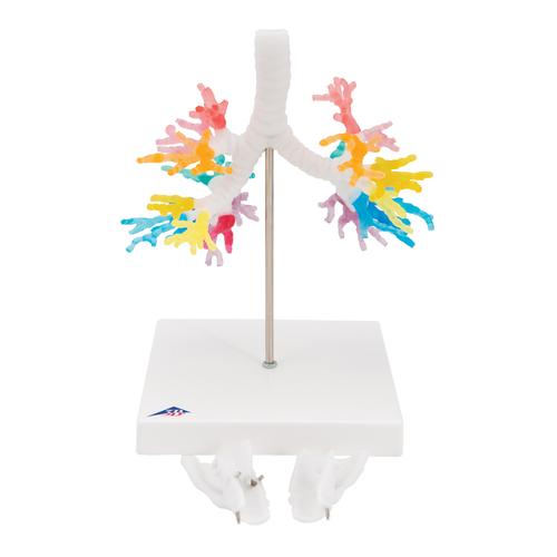CT-Bronchialbaum Modell mit Kehlkopf - 3B Smart Anatomy, 1000274 [G23], Lungenmodelle