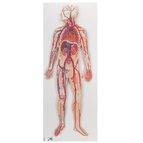 Human Circulatory System Model - 3B Smart Anatomy, 1000276 [G30], Human Heart Models
