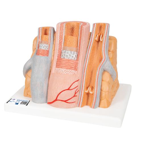 3B MICROanatomy Artery & Vein Model, 14 times Enlarged - 3B Smart Anatomy, 1000279 [G42], Human Heart Models