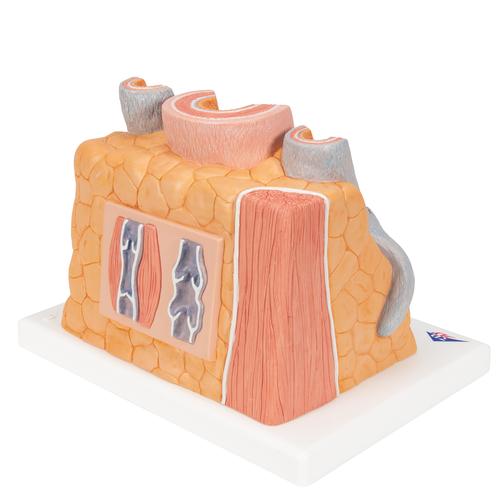 3B MICROanatomy™ Artery & Vein Model, 14 times Enlarged - 3B Smart Anatomy, 1000279 [G42], Human Heart Models