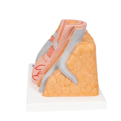 3B MICROanatomy Art&egrave;re et veine - agrandi 14 fois, 1000279 [G42], Mod&egrave;les c&oelig;ur et circulation
