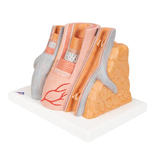 3B MICROanatomy™ Artery & Vein Model, 14 times Enlarged - 3B Smart Anatomy, 1000279 [G42], Human Heart Models