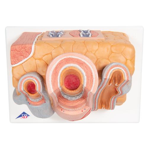 3B MICROanatomy Art&egrave;re et veine - agrandi 14 fois, 1000279 [G42], Mod&egrave;les c&oelig;ur et circulation