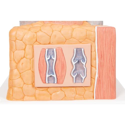 3B MICROanatomy Art&egrave;re et veine - agrandi 14 fois, 1000279 [G42], Mod&egrave;les c&oelig;ur et circulation