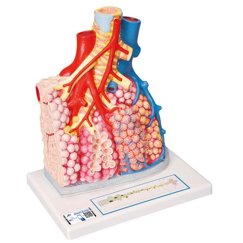 带有周边血管的肺小叶 - 3B Smart Anatomy, 1008493 [G60], 肺模型