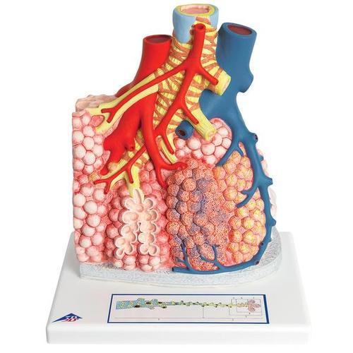 带有周边血管的肺小叶 - 3B Smart Anatomy, 1008493 [G60], 肺模型