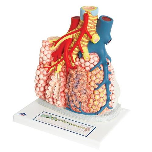 Lobos pulmonares com vasos sanguíneos circundantes, 1008493 [G60], Modelo de pulmão