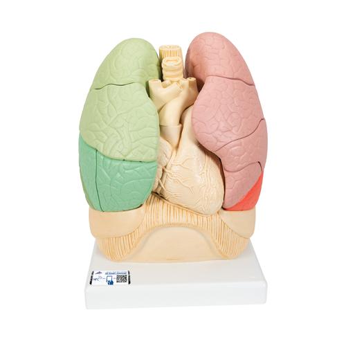 Poumon segmenté - 3B Smart Anatomy, 1008494 [G70], Modèles de poumons