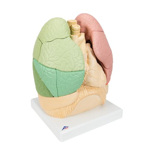 Pulmón por segmentos - 3B Smart Anatomy, 1008494 [G70], Modelos de Sistema Respiratorio
