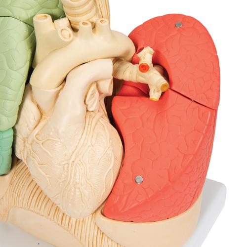 Szegmentált tüdő modell - 3B Smart Anatomy, 1008494 [G70], Tüdő modellek
