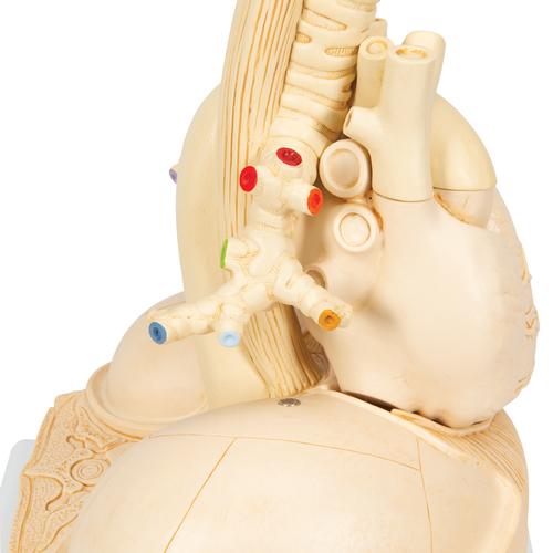 폐 분리 모형 Segmented Lung - 3B Smart Anatomy, 1008494 [G70], 폐 모형