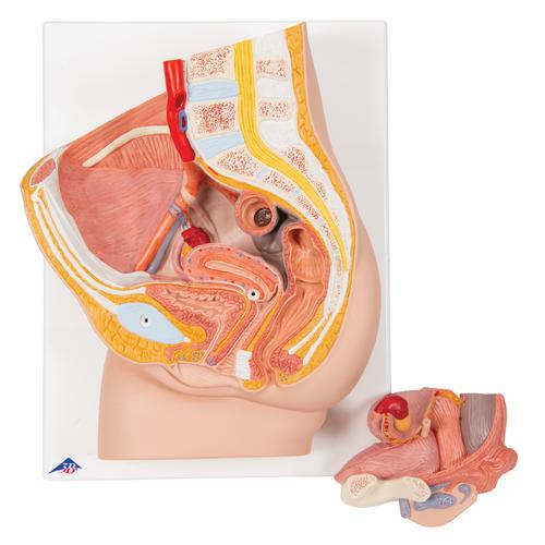 Female Pelvis Model in Median Section, 2 part - 3B Smart Anatomy, 1000281 [H10], Genital and Pelvis Models