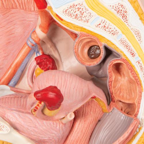 Pelvis femenina, 2 piezas - 3B Smart Anatomy, 1000281 [H10], Modelos de Pelvis y Genitales