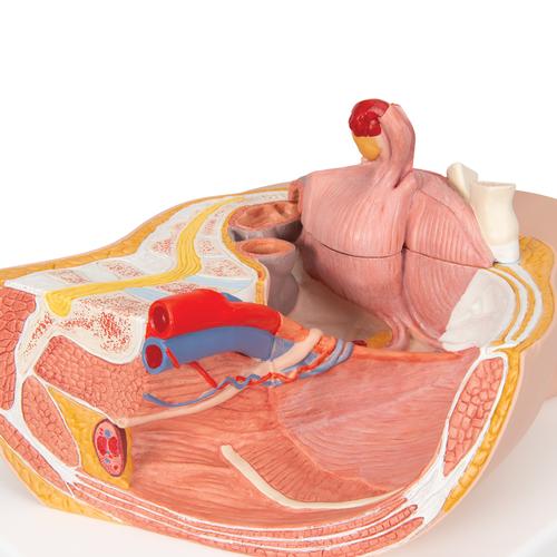 Bacino femminile, in 2 parti - 3B Smart Anatomy, 1000281 [H10], Modelli di Pelvi e Organi genitali