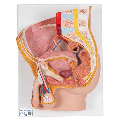 Männliches Becken Modell, 2-teilig - 3B Smart Anatomy, 1000282 [H11], Genital- und Beckenmodelle