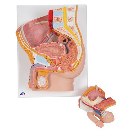 Male Pelvis Model in Median Section, 2 part - 3B Smart Anatomy, 1000282 [H11], Genital and Pelvis Models
