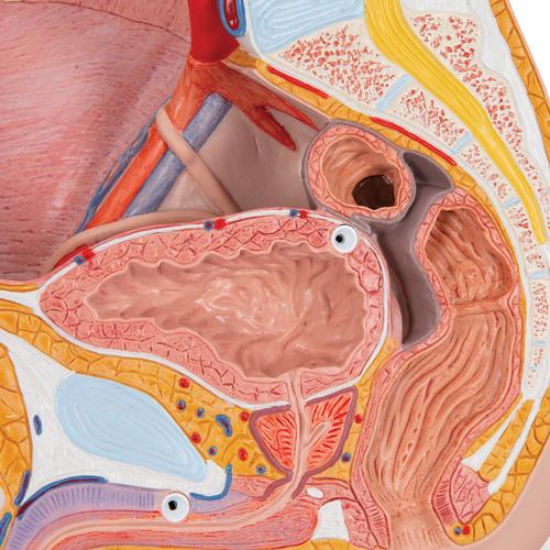 Bacino maschile, in 2 parti - 3B Smart Anatomy, 1000282 [H11], Modelli di Pelvi e Organi genitali