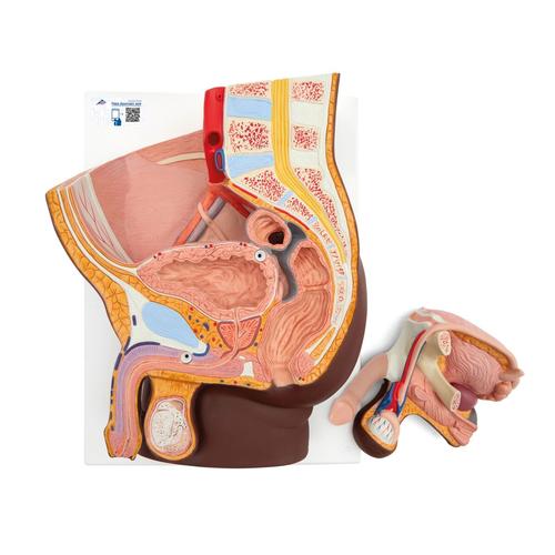 Male Pelvis Model in Median Section, 2 part, dark skin, 1024381 [H11D], Genital and Pelvis Models