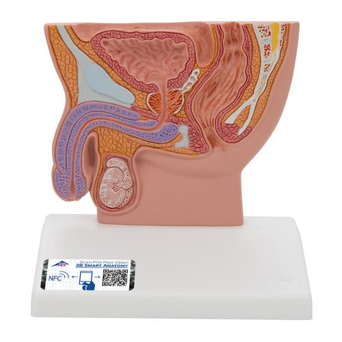 Erkek Pelvis Kesiti Modeli - 1/2 boyutunda - 3B Smart Anatomy, 1000283 [H12], Cinsel Organ ve Kalça Modelleri