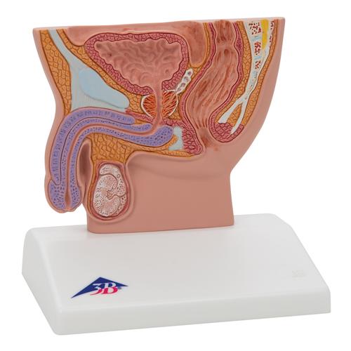 M&auml;nnlicher Beckenschnitt Modell, 1/2 Gr&ouml;&szlig;e, 1000283 [H12], Genital- und Beckenmodelle