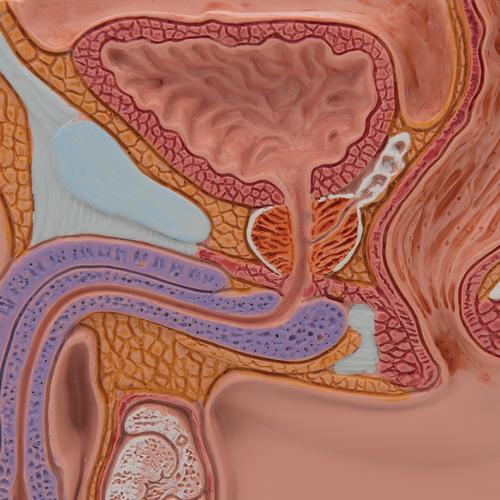 Модель сечения мужского таза, в 1/2 от натуральной величины - 3B Smart Anatomy, 1000283 [H12], Модели гениталий и таза