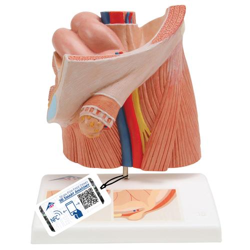 腹股沟疝模型 - 3B Smart Anatomy, 1000284 [H13], 生殖和骨盆模型