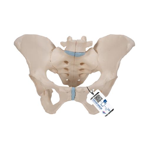 Female Pelvis Skeleton Model, 3 part - 3B Smart Anatomy, 1000285 [H20/1], Women's Health Education