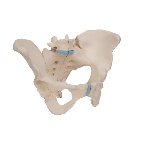 女性骨盆模型，3分体 - 3B Smart Anatomy, 1000285 [H20/1], 生殖和骨盆模型