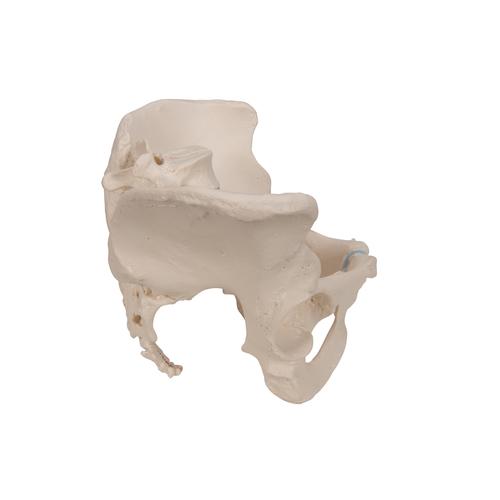 여성골반모형(3파트) Female Pelvis Skeleton Model, 3 part - 3B Smart Anatomy, 1000285 [H20/1], 여성건강교육