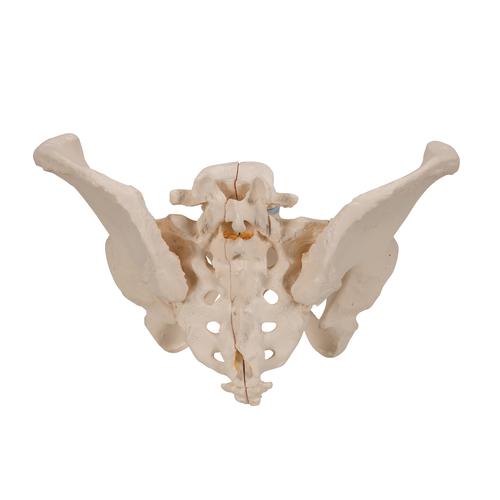 女性骨盆模型，3分体 - 3B Smart Anatomy, 1000285 [H20/1], 生殖和骨盆模型