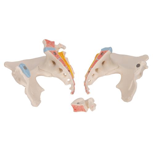 Модель женского таза, 3 части - 3B Smart Anatomy, 1000285 [H20/1], Модели гениталий и таза