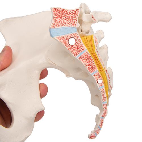 Female Pelvis Skeleton Model, 3 part - 3B Smart Anatomy, 1000285 [H20/1], Women's Health Education