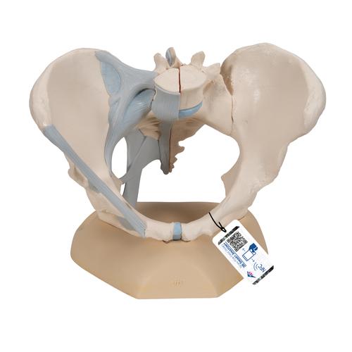 Female Pelvis Skeleton Model with Ligaments, 3 part - 3B Smart Anatomy, 1000286 [H20/2], Genital and Pelvis Models