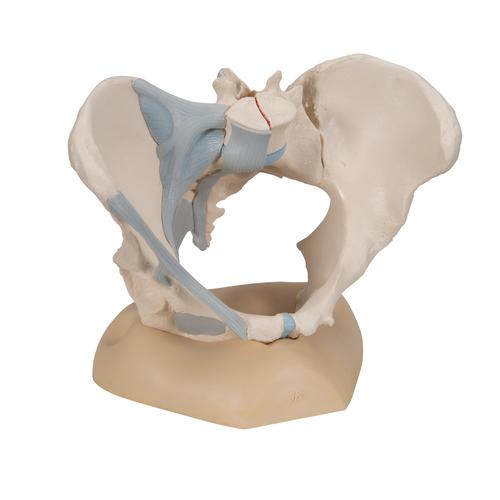 Модель женского таза со связками, 3 части - 3B Smart Anatomy, 1000286 [H20/2], Модели гениталий и таза