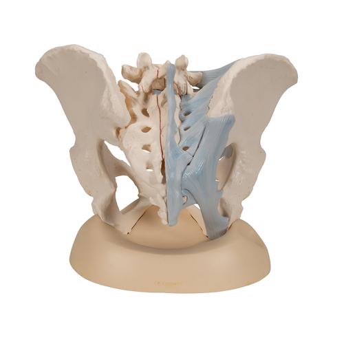女性骨盆模型（配置韧带），3分体 - 3B Smart Anatomy, 1000286 [H20/2], 生殖和骨盆模型