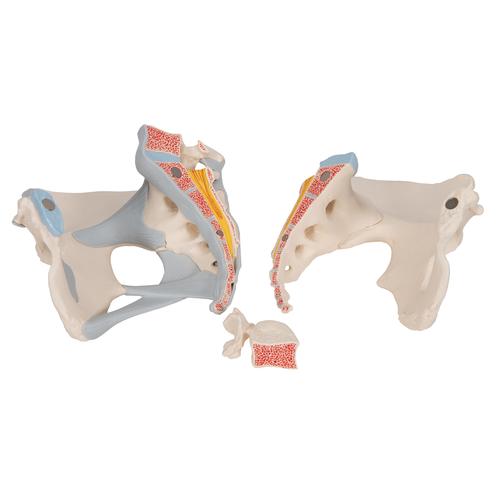 Pelvis femenina con ligamentos, 3-partes - 3B Smart Anatomy, 1000286 [H20/2], Modelos de Pelvis y Genitales
