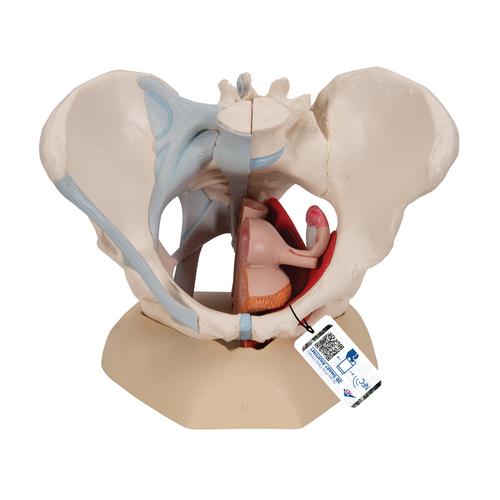 女性骨盆模型（配置韧带组件，穿通盆底肌群及器官的正中矢状切面），4分体 - 3B Smart Anatomy, 1000287 [H20/3], 生殖和骨盆模型