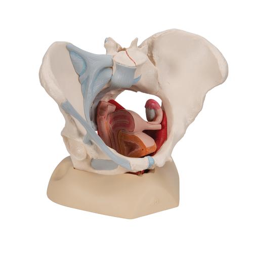 Female Pelvis Skeleton Model with Ligaments, Muscles & Organs, 4 part - 3B Smart Anatomy, 1000287 [H20/3], Genital and Pelvis Models