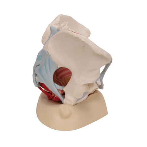Модель женского таза со связками, мышцами тазового дна,  органами - 3B Smart Anatomy, 1000287 [H20/3], Модели гениталий и таза