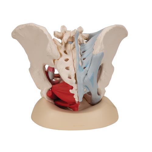 Female Pelvis Skeleton Model with Ligaments, Muscles & Organs, 4 part - 3B Smart Anatomy, 1000287 [H20/3], Genital and Pelvis Models