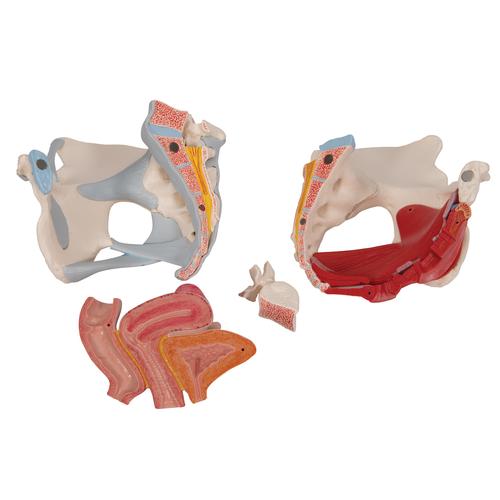 女性骨盆模型（配置韧带组件，穿通盆底肌群及器官的正中矢状切面），4分体 - 3B Smart Anatomy, 1000287 [H20/3], 女性健康教育