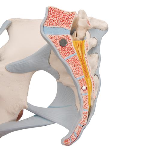 Bassin féminin avec ligaments, sectionné au niveau mi-sagittal à travers les organes des muscles du plancher pelvien, en quatre pièces - 3B Smart Anatomy, 1000287 [H20/3], Modèles partie génitale et bassin