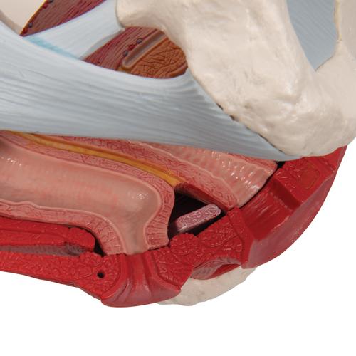 Bassin féminin avec ligaments, sectionné au niveau mi-sagittal à travers les organes des muscles du plancher pelvien, en quatre pièces - 3B Smart Anatomy, 1000287 [H20/3], Modèles partie génitale et bassin